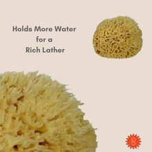 Load image into Gallery viewer, Natural Sea Wool Sponge (6–7″) Ultra Soft, Rich Lather Bath & Shower Sponge