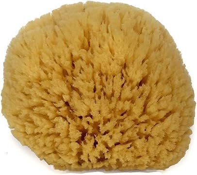 Natural Yellow Sea Sponge (6–7″)   Rich Lather Bath & Shower Sponge with Medium Exfoliation