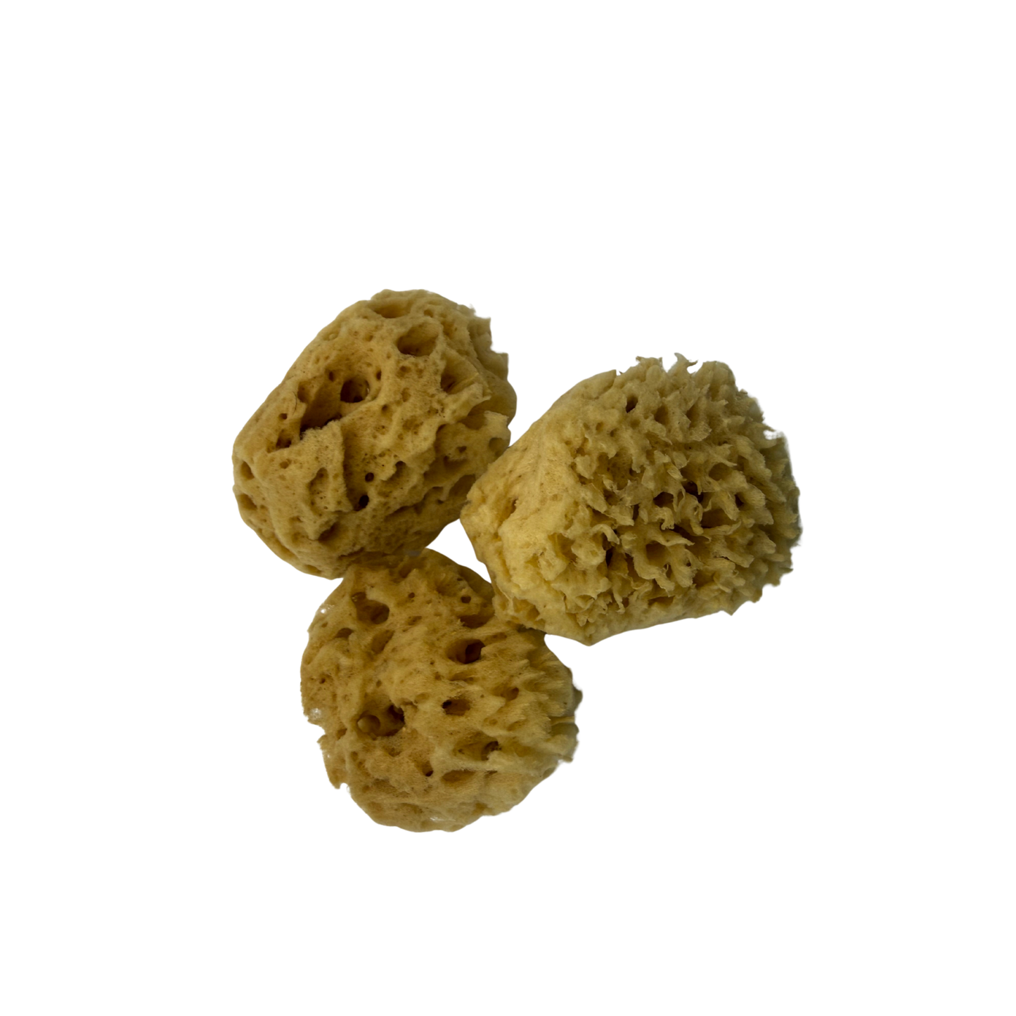 Natural Sea Wool Facial Sponge (2–3”, 3-Pack) | Ultra Soft Face Sponge for Cleansing & Makeup Removal | Sensitive Skin, Rich Lather |