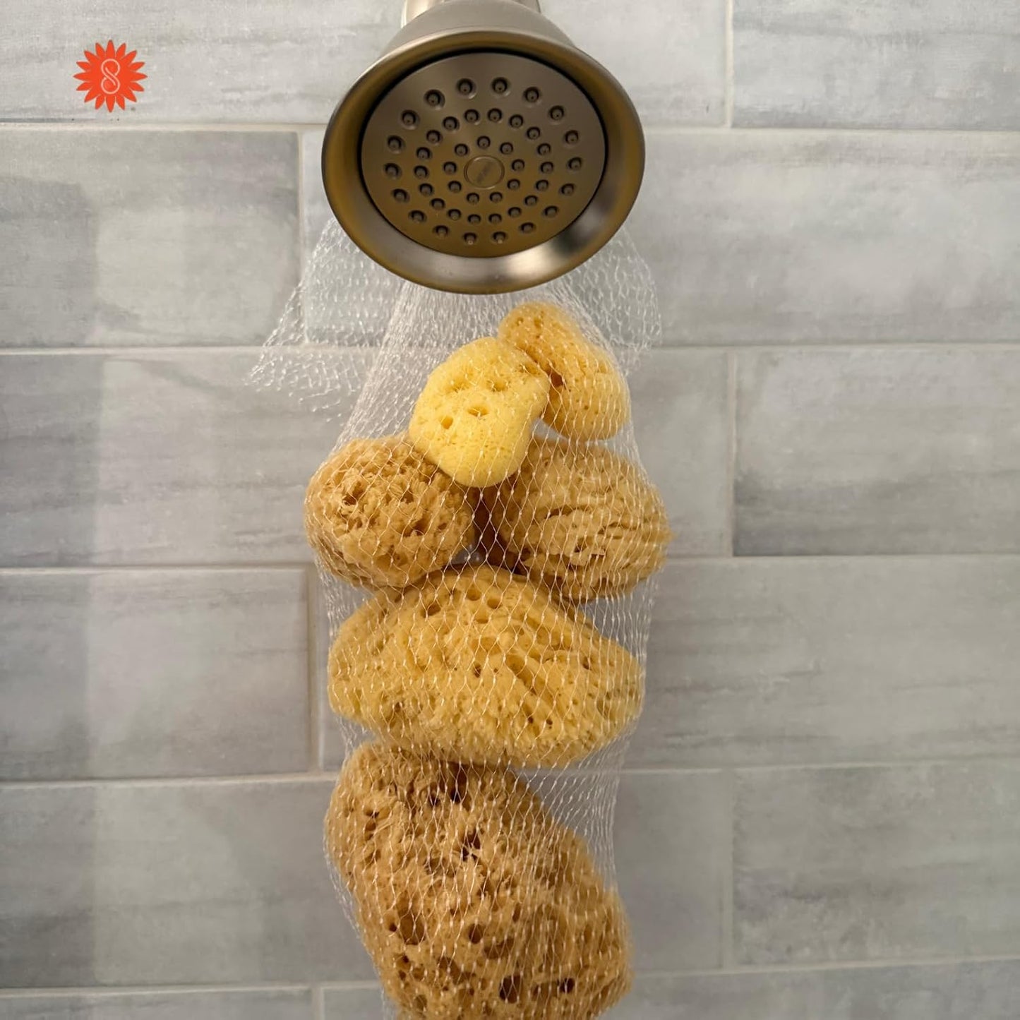 Spa Destinations Natural Sea Sponge Family Pack, 6-Piece Set, Sea Wool and Yellow Sea Sponge with Silk Facial