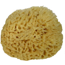 Load image into Gallery viewer, best natural sea wool sponge for skin bath body sustainable
